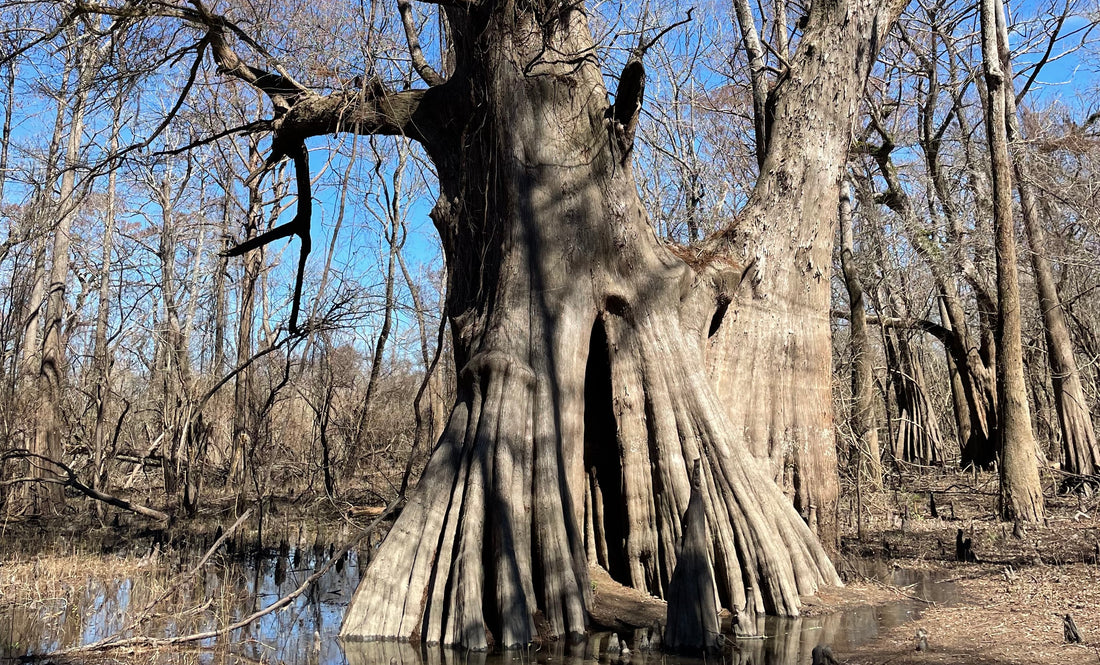 The Most Wise Bald Cypress Tree in the United States